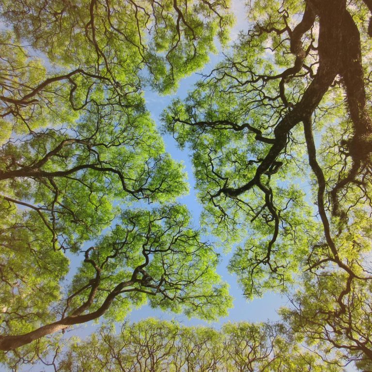 tên dự án Sycamore Bình Dương